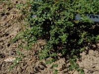 Herniaria litardierei 5, Saxifraga-Ed Stikvoort : Halsters Laag A900