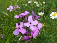 Hesperis matronalis 18, Damastbloem, Saxifraga-Rutger Barendse