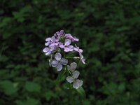 Hesperis matronalis, Dames Violet