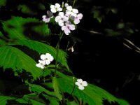 Hesperis matronalis 11, Damastbloem, Saxifraga-Ed Stikvoort