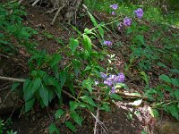 Hesperis matronalis 12, Damastbloem, Saxifraga-Ed Stikvoort