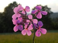 Hesperis matronalis 14, Damastbloem, Saxifraga-Ed Stikvoort