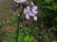 Hesperis matronalis 2, Damastbloem, Saxifraga-Rutger Barendse