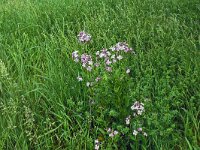 Hesperis matronalis 26, Damastbloem, Saxifraga-Hans Grotenhuis
