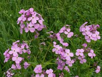 Hesperis matronalis 27, Damastbloem, Saxifraga-Hans Grotenhuis