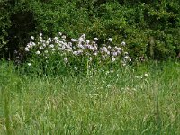 Hesperis matronalis 28, Damastbloem, Saxifraga-Hans Grotenhuis