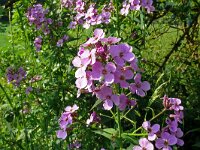 Hesperis matronalis 32, Damastbloem, Saxifraga-Hans Grotenhuis
