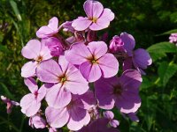 Hesperis matronalis 33, Damastbloem, Saxifraga-Hans Grotenhuis