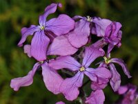 Hesperis matronalis #47030 : Hesperis matronalis, Damastbloem