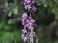 Hesperis matronalis #46976 : Hesperis matronalis, Damastbloem