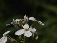 Hesperis matronalis 8, Damastbloem, Saxifraga-Jan van der Straaten