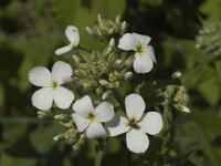 Hesperis matronalis ssp nivea 3, Saxifraga-Jan van der Straaten