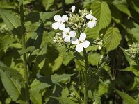 Hesperis matronalis ssp nivea 4, Saxifraga-Jan van der Straaten