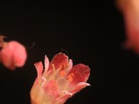 Heuchera sanguinea 4, Gewoon purperklokje, Saxifraga-Rutger Barendse