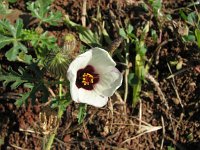 Hibiscus trionum 2, Saxifraga-Jasenka Topic