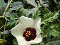 Hibiscus trionum 5, Drie-urenbloem, Saxifraga-Rutger Barendse
