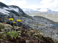 Hieracium alpinum 10, Saxifraga-Jelmer Reyntjes : Hieracium alpinum, Jotunheimen, Oppland, noorwegen
