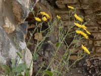Hieracium sect Amplexicaulia 19, Stengelomvattend havikskruid, Saxifraga-Ed Stikvoort