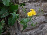 Hieracium sect Amplexicaulia 22, Stengelomvattend havikskruid, Saxifraga-Ed Stikvoort