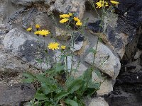 Hieracium sect Amplexicaulia 23, Stengelomvattend havikskruid, Saxifraga-Ed Stikvoort