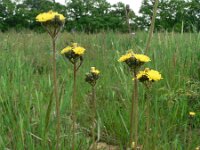 Hieracium bauhinii 2, Hongaars havikskruid, Saxifraga-Jan Willem Jongepier