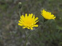 Hieracium bifidum 1, Saxifraga-Jan van der Straaten