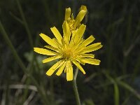 Hieracium caesium