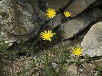 Hieracium caesium 3, Saxifraga-Jan van der Straaten