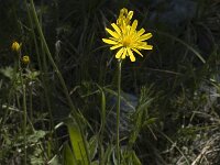 Hieracium caesium 4, Saxifraga-Marijke Verhagen