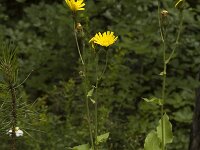 Hieracium caesium 5, Saxifraga-Jan van der Straaten