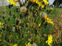 Hieracium caespitosum, Meadow Hawkweed