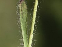 Hieracium caespitosum 3, Weidehavikskruid, Saxifraga-Peter Meininger
