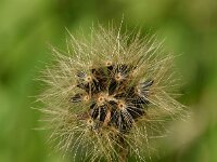 Hieracium laevigatum 12, Stijf havikskruid, Saxifraga-Sonja Bouwman  990. Stijf havikskruid - Hieracium laevigatum - Asteraceae familie (i)