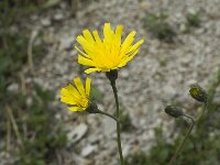 Hieracium murorum, Wall Hawkweed