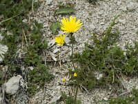 Hieracium murorum 4, Muurhavikskruid, Saxifraga-Jan van der Straaten