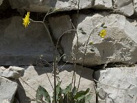 Hieracium murorum 5, Muurhavikskruid, Saxifraga-Willem van Kruijsbergen