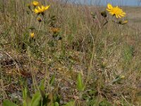 Hieracium murorum 9, Muurhavikskruid, Saxifraga-Ed Stikvoort