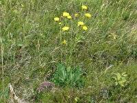 Hieracium nigrescens 2, Saxifraga-Hans Grotenhuis