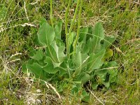 Hieracium nigrescens 3, Saxifraga-Hans Grotenhuis