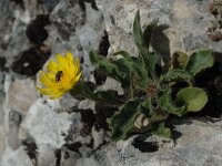 Hieracium peleterianum 1, Vals muizenoor, Saxifraga-Jan van der Straaten