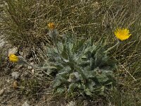 Hieracium piliferum