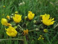 Hieracium praealtum