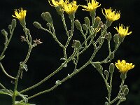 Hieracium sabaudum, Savoy Hawkweed