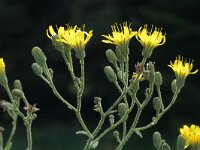 Hieracium sabaudum 2, Boshavikskruid, Saxifraga-Jan van der Straaten