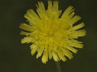 Hieracium saussureoides