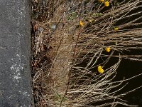 Hieracium sect Tridentata 2, Stijf havikskruid, Saxifraga-Ed Stikvoort