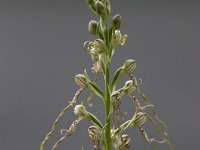 "Bokkenorchis", Himanthoglossum adriaticum : Bloem, Flora, Orchidee, Roze