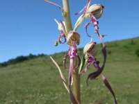 Himantoglossum adriaticum 3, Saxifraga-Jasenka Topic
