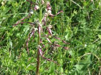Himantoglossum adriaticum 4, Saxifraga-Jasenka Topic