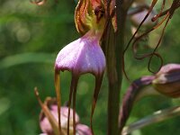 Himantoglossum comperianum